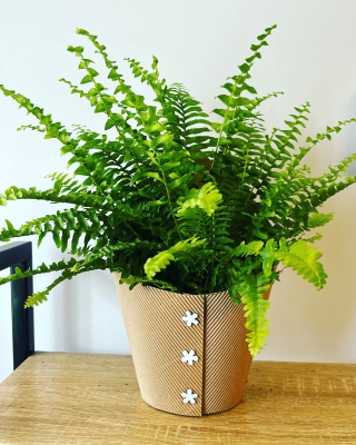 Beautiful fern plant in container