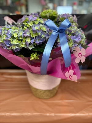 Hydrangea in basket