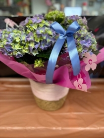 Hydrangea in basket
