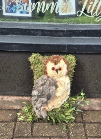 Owl