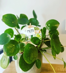 Pilia plant
