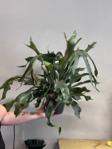 Platycerium (staghorn fern)