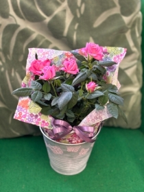 Rose plant in a bucket