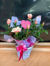 Rose plant in basket