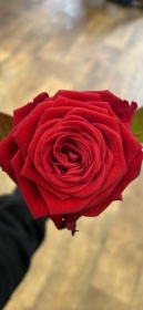 Single red rose